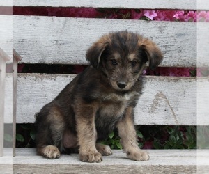 Poodle (Standard)-Siberian Husky Mix Puppy for sale in FREDERICKSBURG, OH, USA