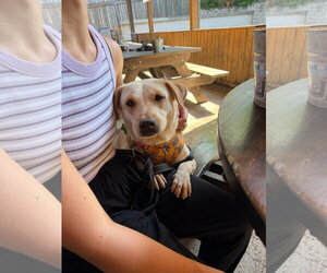 Hope - Female Labrador Retriever-Unknown Mix Dog for Adoption - Photo #3