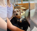 Small Photo #3 Labrador Retriever-Unknown Mix Puppy For Sale in Jackson, MS, USA