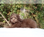Small #27 ShihPoo