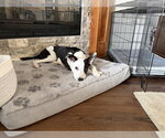 Small Photo #30 Australian Shepherd-Unknown Mix Puppy For Sale in OKLAHOMA CITY, OK, USA