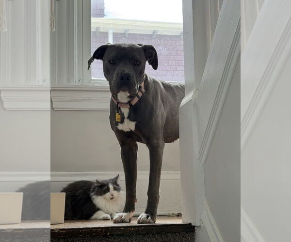 Medium Photo #3 Mutt Puppy For Sale in Cuyahoga Falls , OH, USA