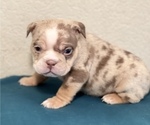 Small Photo #1 English Bulldog Puppy For Sale in CORONA, CA, USA