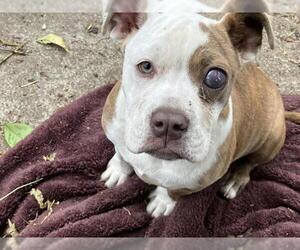 American Pit Bull Terrier Dogs for adoption in Santa Barbara, CA, USA