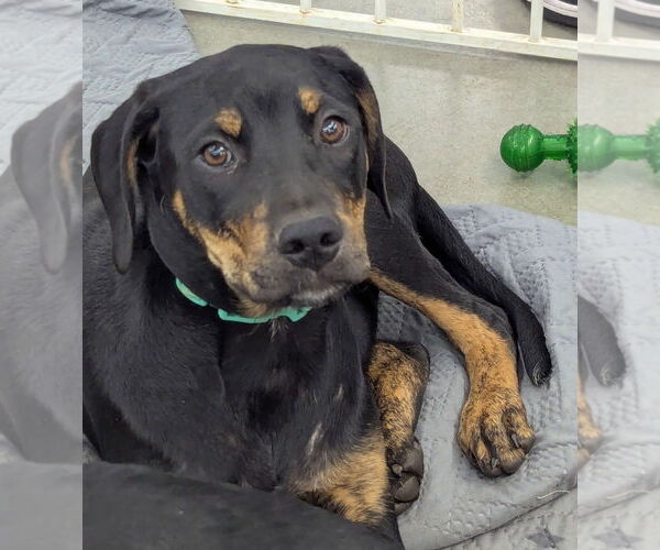 Medium Photo #1 Labrador Retriever-Unknown Mix Puppy For Sale in Milner, GA, USA