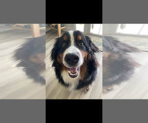 Father of the Bernedoodle puppies born on 06/10/2025
