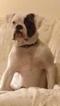 Small Photo #1 American Bulldog-English Bulldogge Mix Puppy For Sale in SHOW LOW, AZ, USA
