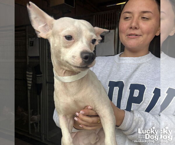 Medium Photo #2 Chihuahua-Unknown Mix Puppy For Sale in Washington, DC, USA