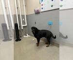 Small Rottweiler Mix