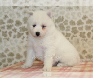 Pomsky Puppy for sale in DENVER, PA, USA