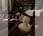 Small #7 Anatolian Shepherd-Great Pyrenees Mix