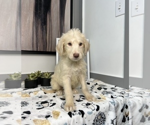 Labradoodle Puppy for sale in FRANKLIN, IN, USA
