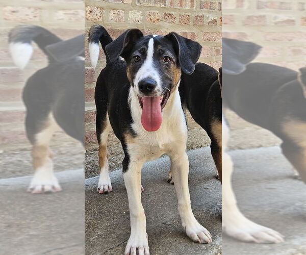 Medium Photo #4 Coonhound-Unknown Mix Puppy For Sale in Chicago, IL, USA