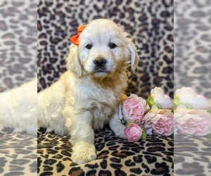 English Cream Golden Retriever Puppy for sale in ELKTON, MD, USA