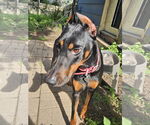 Small #1 Doberman Pinscher
