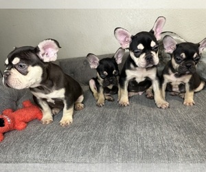 French Bulldog Puppy for sale in VANCOUVER, WA, USA