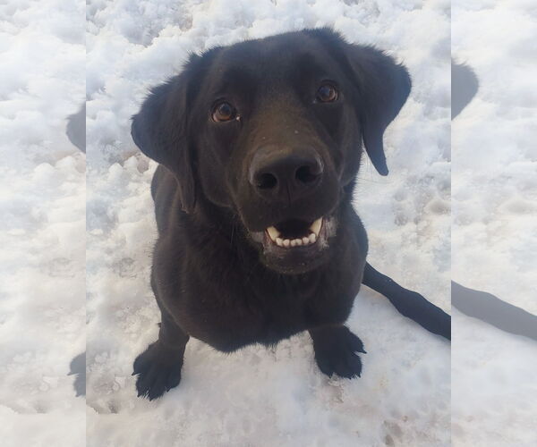 Medium Photo #7 Labrador Retriever Puppy For Sale in Brooklyn Center, MN, USA