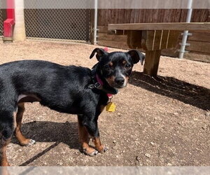 Chihuahua-Unknown Mix Dogs for adoption in Plano, TX, USA