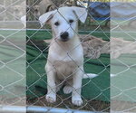 Small Photo #4 Mutt Puppy For Sale in Des Moines, IA, USA