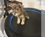 Small #55 Schnauzer (Miniature)