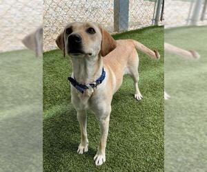 Labrador Retriever-Unknown Mix Dogs for adoption in Newton, NC, USA