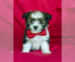 Pomerat-Shih Tzu Mix Puppy for sale in LEOLA, PA, USA