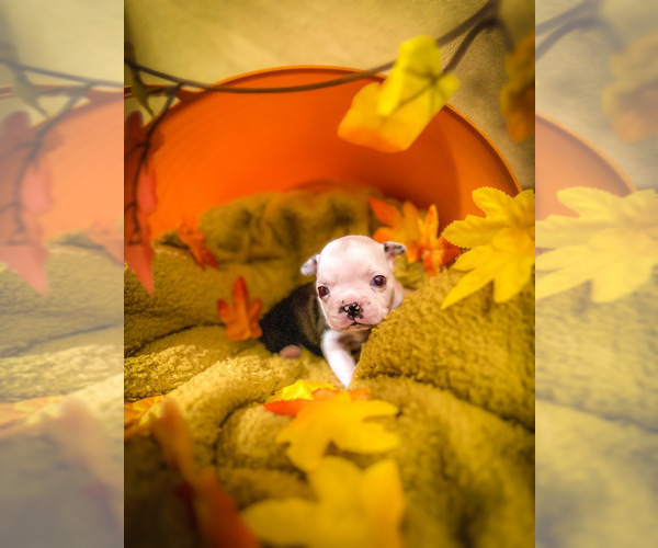 Medium Photo #2 French Bulldog Puppy For Sale in CUDAHY, WI, USA