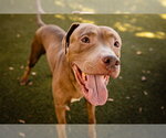 FRANKIE - Male Mutt Dog for Adoption - Small photo