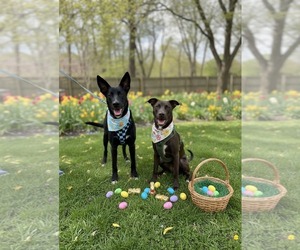 Zeppelin - Male American Staffordshire Terrier-German Shepherd Dog Mix Dog for Adoption - Photo #8