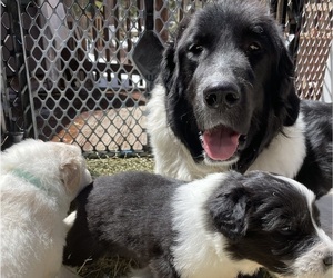 Mother of the Great Pyrenees-Newfoundland Mix puppies born on 03/12/2023
