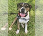 Small Photo #4 Beagle-Unknown Mix Puppy For Sale in Miami, FL, USA
