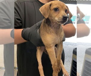 Chihuahua Dogs for adoption in San Bernardino, CA, USA