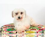 Small Photo #5 Havanese Puppy For Sale in St. Louis Park, MN, USA