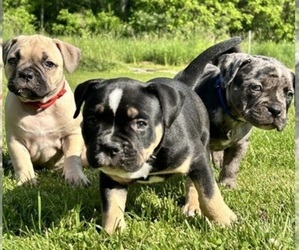 American Bully Puppy for Sale in PLAINFIELD, Connecticut USA