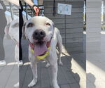 Small #4 Bulldog-Staffordshire Bull Terrier Mix