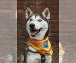 Small #1 Siberian Husky
