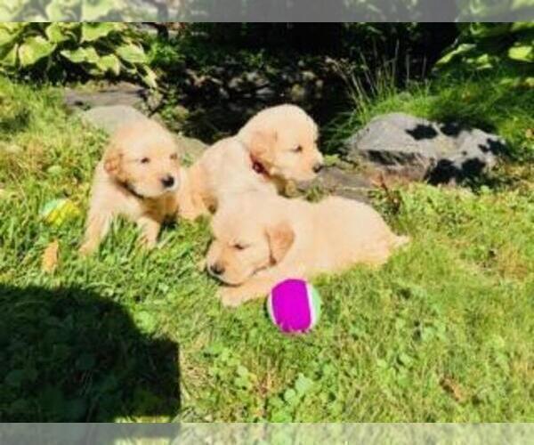 Medium Photo #7 Golden Retriever Puppy For Sale in ARCHBALD, PA, USA