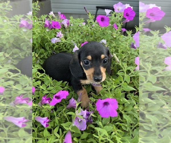 Medium Photo #3 Dachshund Puppy For Sale in CONVOY, OH, USA