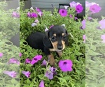 Small #2 Dachshund