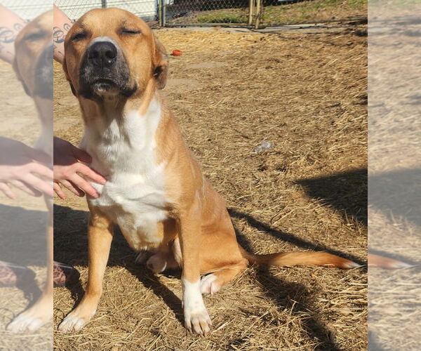 Medium Photo #2 Black Mouth Cur-Labrador Retriever Mix Puppy For Sale in Wetumpka, AL, USA