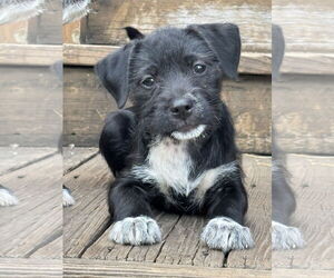 Medium Mutt