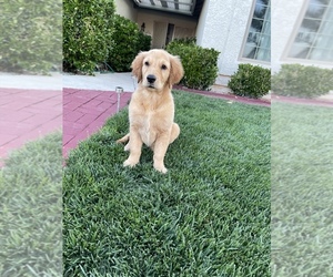 Golden Retriever Puppy for sale in VICTORVILLE, CA, USA