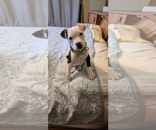 Medium Photo #1 Mutt Puppy For Sale in New London, WI, USA