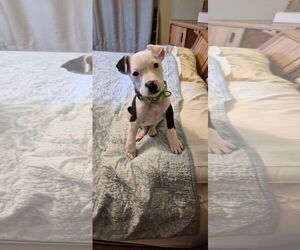 Mutt Dogs for adoption in New London, WI, USA