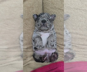 French Bulldog Puppy for sale in NORTH PORT, FL, USA
