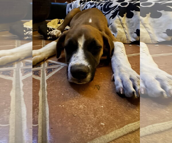 Medium Photo #3 Mutt Puppy For Sale in Fort Collins, CO, USA