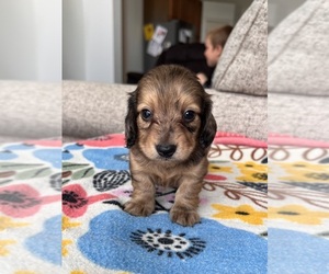 Dachshund Puppy for Sale in BELDING, Michigan USA