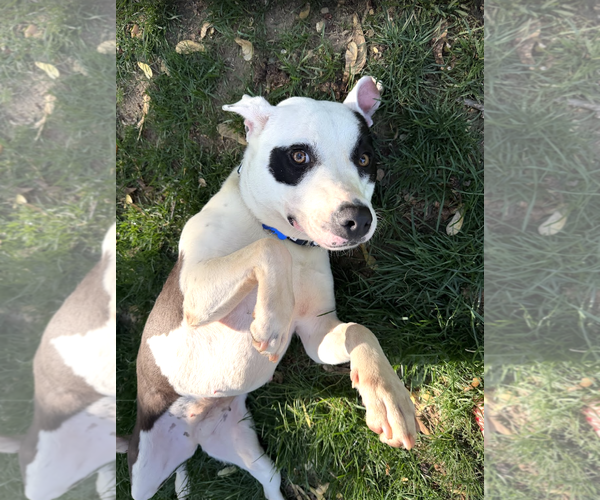 Medium Photo #2 Pointer-Unknown Mix Puppy For Sale in Rockville, MD, USA