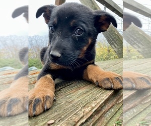 Shepradors Puppy for Sale in WEST ALEXANDRIA, Ohio USA