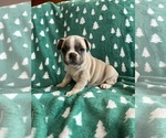Puppy Peaches French Bulldog